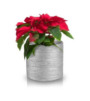 POL-35.027.14 Dekoráció - Image 1